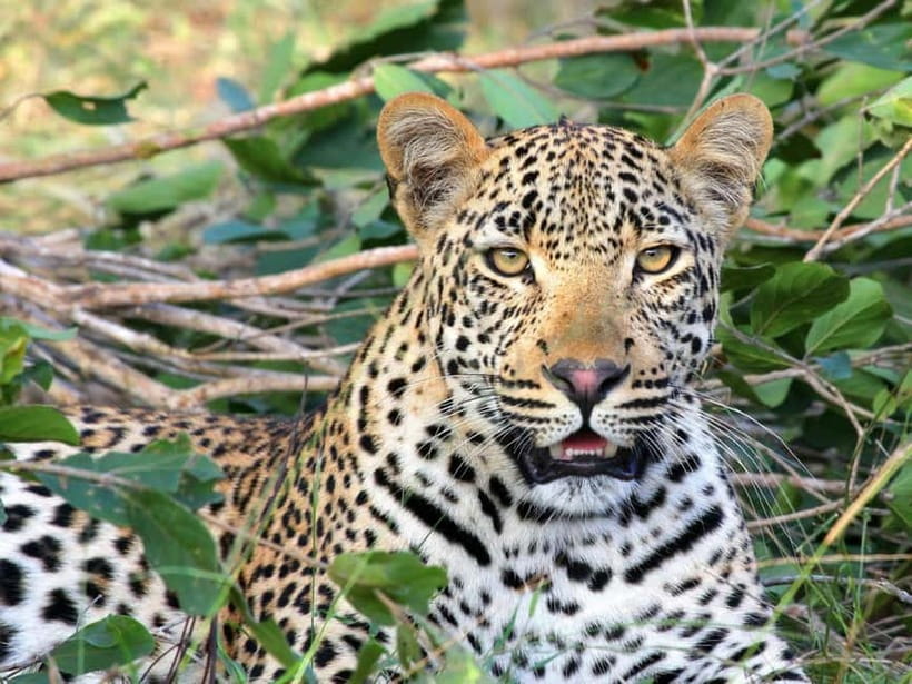 Jaipur: Jhalana leopard safari tour with hotel pickup & drop - In the jeep: off-roading, spotting chances, and the leopard reality