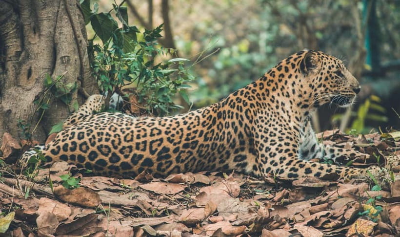 Jaipur: Jhalana leopard safari tour with hotel pickup & drop - The guide and the English support: helpful, but don’t expect a lecture