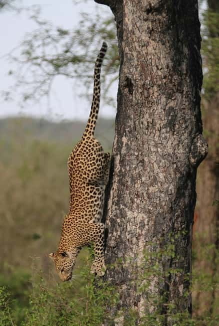 Jaipur: Jhalana leopard safari tour with hotel pickup & drop - What’s included for your $87: value math that matters