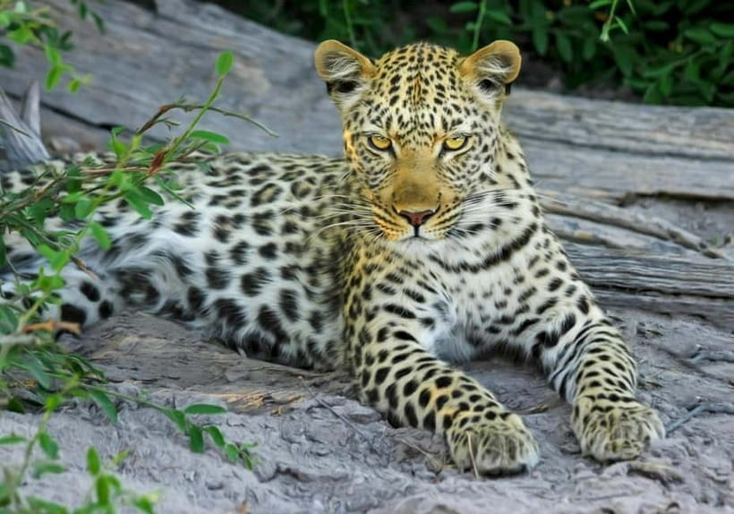 Jaipur: Jhalana leopard safari tour with hotel pickup & drop - Practical rules inside the reserve: what you must not bring