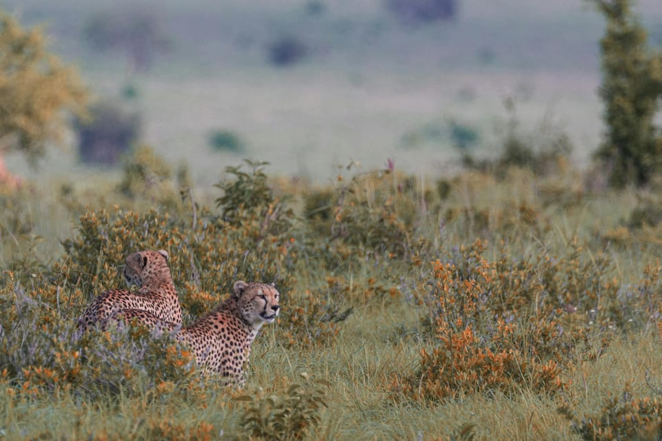 Jaipur: Jhalana leopard safari tour with hotel pickup & drop - Who this safari suits (and who should skip it)