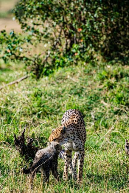 Jaipur: Jhalana leopard safari tour with hotel pickup & drop - Timing tips: how to plan the rest of your Jaipur day