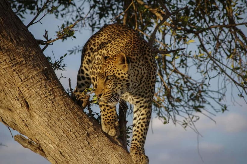 Jaipur: Jhalana leopard safari tour with hotel pickup & drop - The 5-hour flow: pickup, AC ride, and your safari window