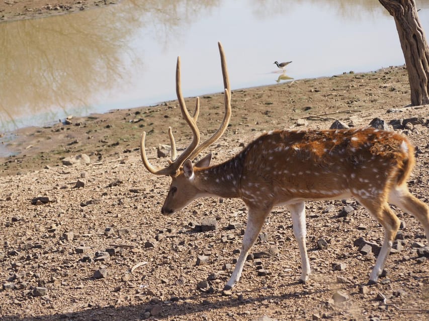 Jaipur: Leopards Safari Tour at Jhalana l Spot Wild Animals - Who this safari fits best (and who should skip it)