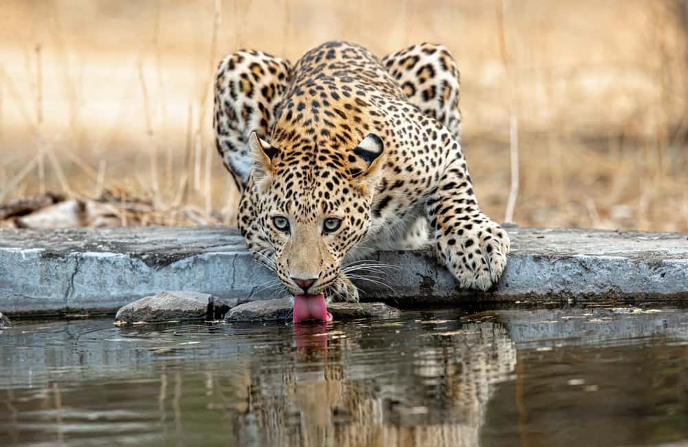 Jaipur: Leopards Safari Tour at Jhalana l Spot Wild Animals - The naturalist guide: how you get better sightings (and less guesswork)