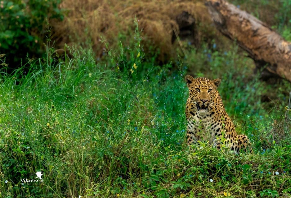 Jaipur: Leopards Safari Tour at Jhalana l Spot Wild Animals - Wildlife viewing time: what you can reasonably expect to see