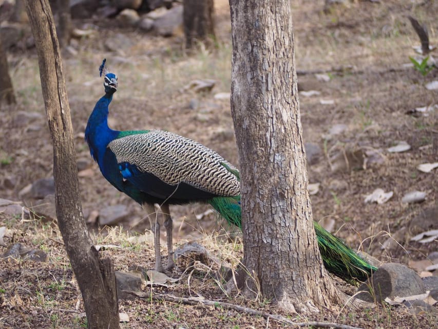 Jaipur: Leopards Safari Tour at Jhalana l Spot Wild Animals - The route experience inside the park: scenic stops that help you see more