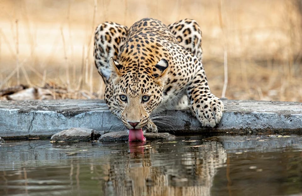 Jaipur: Leopards Safari Tour at Jhalana l Spot Wild Animals - Pickup and drop-off in Jaipur: logistics that don’t eat your day