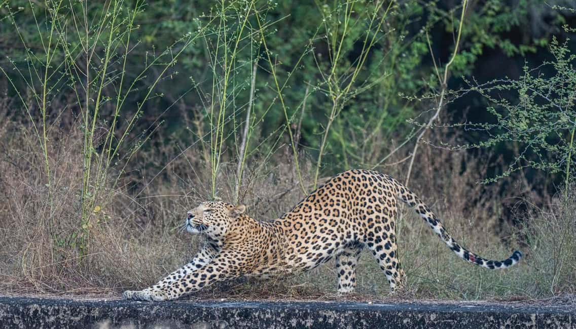 Jaipur: Leopards Safari Tour at Jhalana l Spot Wild Animals - Price and value: does $109 per person make sense?