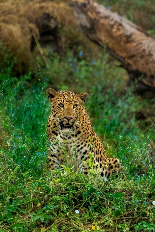 Jaipur: Leopards Safari Tour at Jhalana l Spot Wild Animals - What to pack (and what to wear) for an open-jeep safari