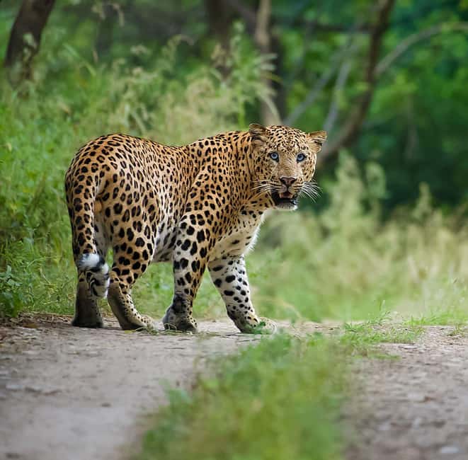 Jaipur: Leopards Safari Tour at Jhalana l Spot Wild Animals - The open-jeep ride: what to expect and how to ride it well