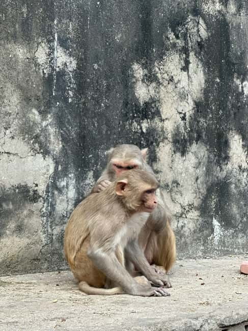 Jaipur: Monkey Temple and Sun Temple Guided Tour - Galta Ji isn’t just a detour from Jaipur