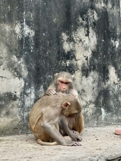 Jaipur: Monkey Temple and Sun Temple Guided Tour - The monkeys: how to enjoy them without losing control of the moment