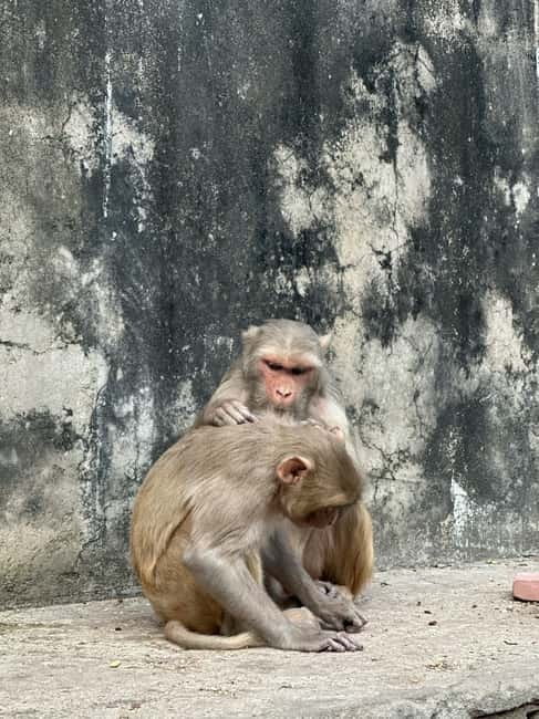 Jaipur: Monkey Temple and Sun Temple Guided Tour - The monkeys: how to enjoy them without losing control of the moment