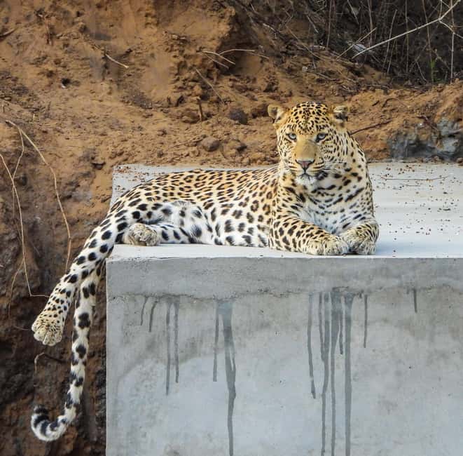 Jaipur: Private Jhalana Leopard Safari Tour - The 4x4 ride and reserve rules: how to get better sightings