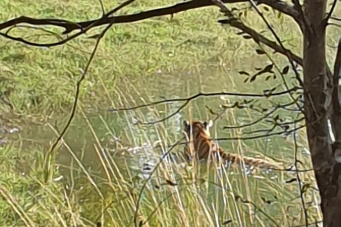 Jaipur Ranthambore Full Day Private Tour - Pickup, meeting point, and the private-group advantage in Jaipur