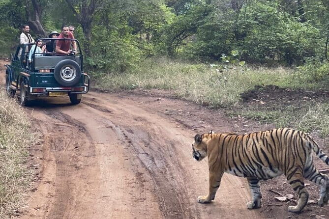 Jaipur Ranthambore Full Day Private Tour - Entering Ranthambore: check-in, identification, and the gipsy safari rhythm
