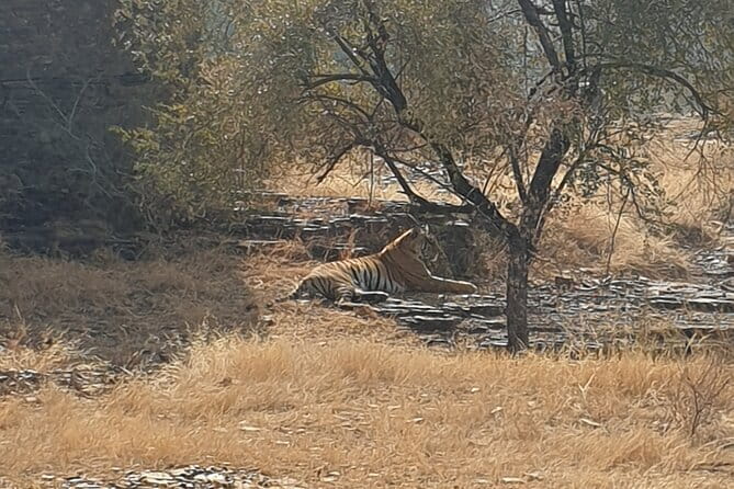 Jaipur Ranthambore Full Day Private Tour - Best for wildlife lovers who want one-day efficiency