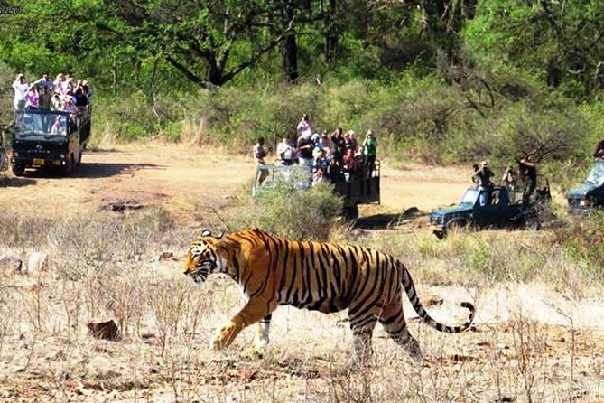 Jaipur Ranthambore Same Day Tour (Ask us on Email before booking) - Same-Day Jaipur to Ranthambore: What You’re Actually Signing Up For