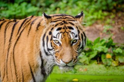 Jaipur Ranthambore Same Day Tour (Ask us on Email before booking) - Ranthambore National Park Safari Time: Making the Most of 4 Hours