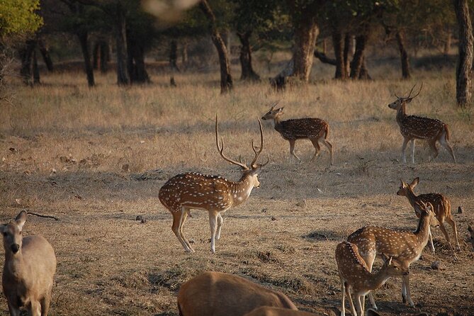 Jaipur to Ranthambore National Park Private One Day Trip - Getting into Ranthambore: identification and your assigned gypsy