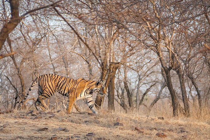 Jaipur to Ranthambore National Park Private One Day Trip - Meals aren’t included: plan for a comfortable day outside the car