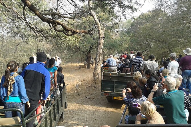 Jaipur to Ranthambore National Park Private One Day Trip - Private air-conditioned car comfort for a long wildlife day