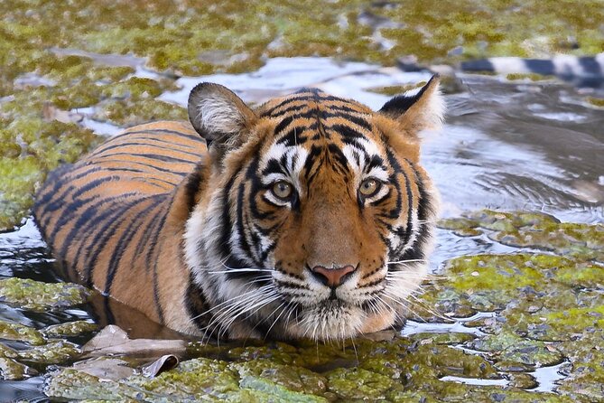 Jaipur to Ranthambore Same Day Tiger Safari - Key Highlights You’ll Actually Feel During the Day