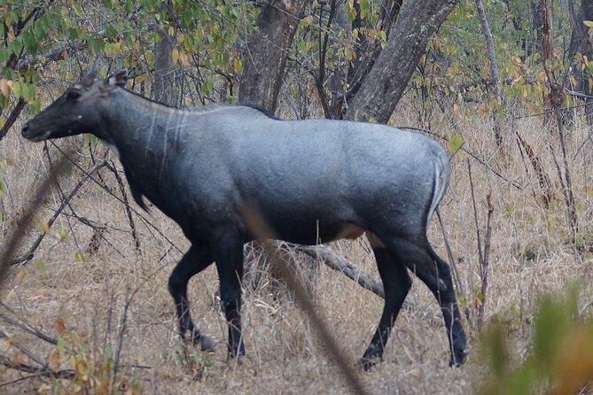 Jaipur to Ranthambore Same Day Tiger Safari - Jaipur to Sawai Madhopur: the morning drive that sets the tone