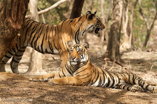 Jaipur to Ranthambore Same Day Tiger Safari - Canter Safari inside Ranthambore: what the ride is really like