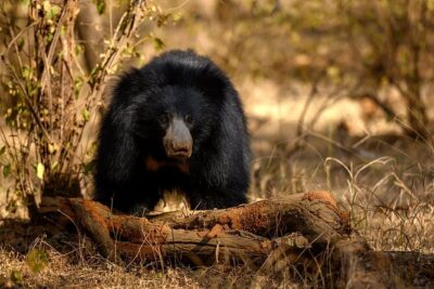 Jaipur to Ranthambore Same Day Tiger Safari - Arriving at Ranthambore: check-in timing, tiger odds, and zone rules