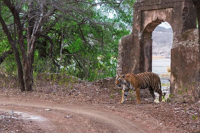 Jaipur to Ranthambore Same Day Tiger Safari - Beyond tigers: other wildlife sightings you can plan for
