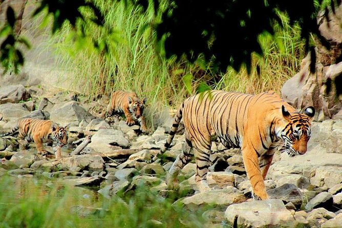 Jaipur to Ranthambore Same Day Tiger Safari - Guide style and local color: Rahuf and Ash made the day human