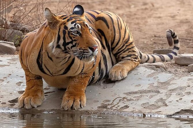 Jaipur to Ranthambore Same Day Tiger Safari - Price and logistics: is $110 good value for this route?