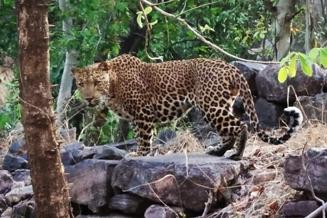 Jaipur to Ranthambore Same Day Tiger Safari - Practical tips so the day doesn’t feel like a slog