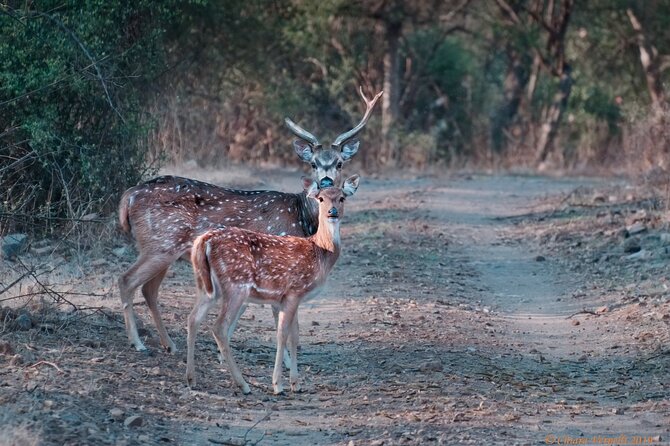 Jaipur to Ranthambore Same Day Tiger Safari - Who should book this same-day Jaipur–Ranthambore trip?