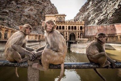 Jaipur Tour By Car & Guide - Private Full Day Sightseeing with Tickets - Amber Palace uphill: where the views do the talking