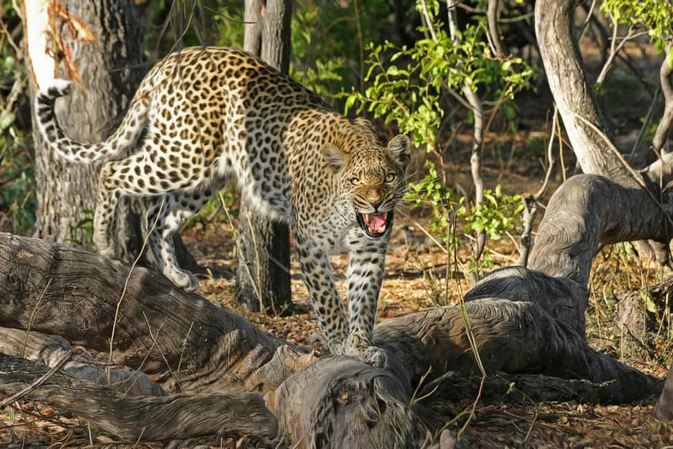 Jhalana Leopard Safari Jaipur – Sunrise & Sunset Jeep Safari - Wildlife beyond leopards: the “if the cat doesn’t show” plan