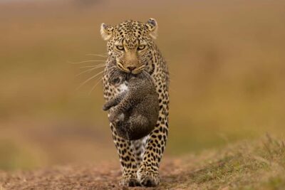 Jhalana Leopard Safari Jaipur – Sunrise & Sunset Jeep Safari - The 3-hour rhythm: how the drive actually plays out