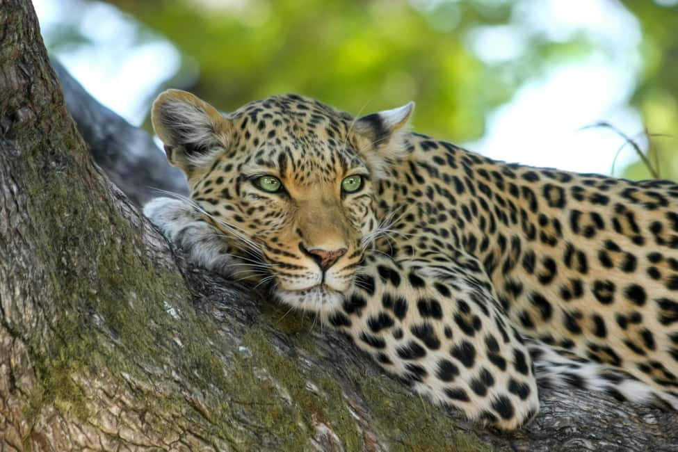 Jhalana Leopard Safari Jaipur – Sunrise & Sunset Jeep Safari - Price and value: is $49 fair for what you get?