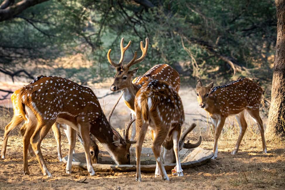Jhalana Leopard Safari Jaipur – Sunrise & Sunset Jeep Safari - The tradeoffs: timing, meeting points, and sighting length