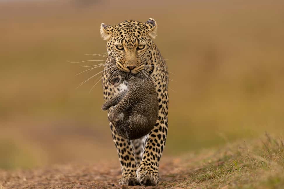 Jhalana Leopard Safari Jaipur – Sunrise & Sunset Jeep Safari - The 3-hour rhythm: how the drive actually plays out
