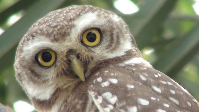 Keoladeo National Park Tickets and Guided Tour - Who this is best for (and who should skip it)