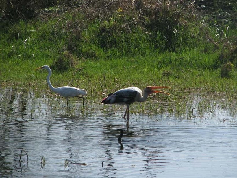 Keoladeo National Park Tickets and Guided Tour - Agra transfers: saving effort without stealing your freedom