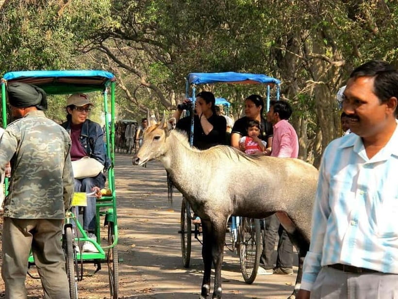 Keoladeo National Park Tickets and Guided Tour - Price and value: is $43 per person fair for what you get?