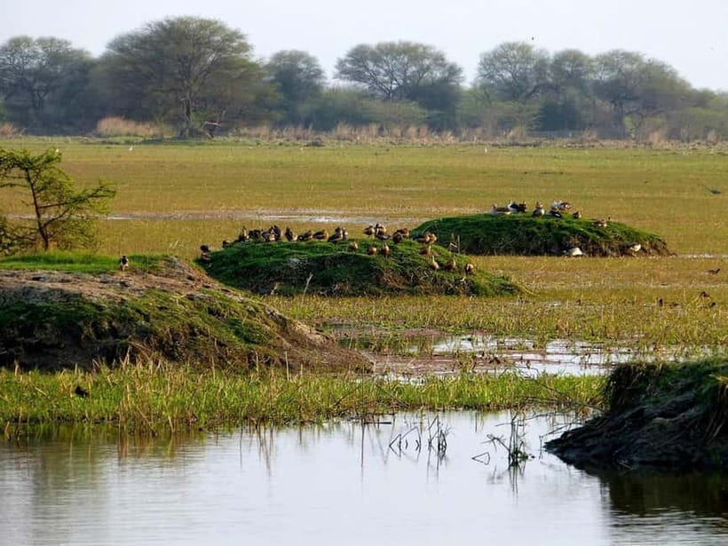 Keoladeo National Park Tickets and Guided Tour - Tickets and timing: your entry starts before you’re inside