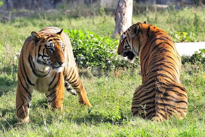 Private 2-Day Tour to Ranthambhore Tiger Safari from Jaipur - Day 2 morning safari: why the second run matters so much