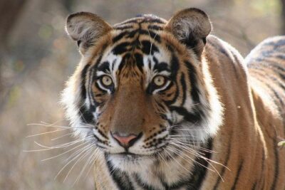 Private 2-Day Tour to Ranthambhore Tiger Safari from Jaipur - Afternoon safari in Ranthambhore: your first tiger-read moment