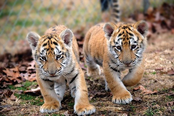 Private 2-Day Tour to Ranthambhore Tiger Safari from Jaipur - Who should book this private Ranthambhore 2-day safari