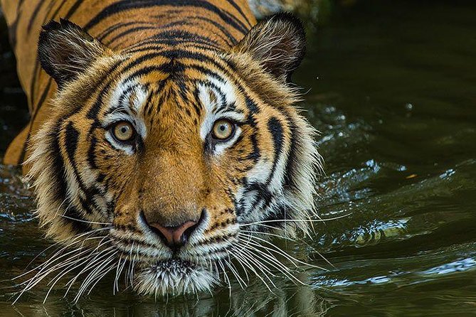 Private 2-Day Tour to Ranthambhore Tiger Safari from Jaipur - FAQ